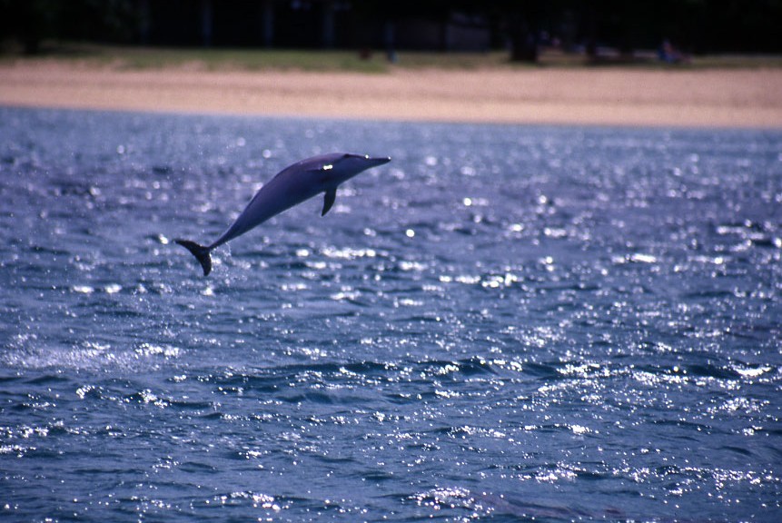 dolphinjump01